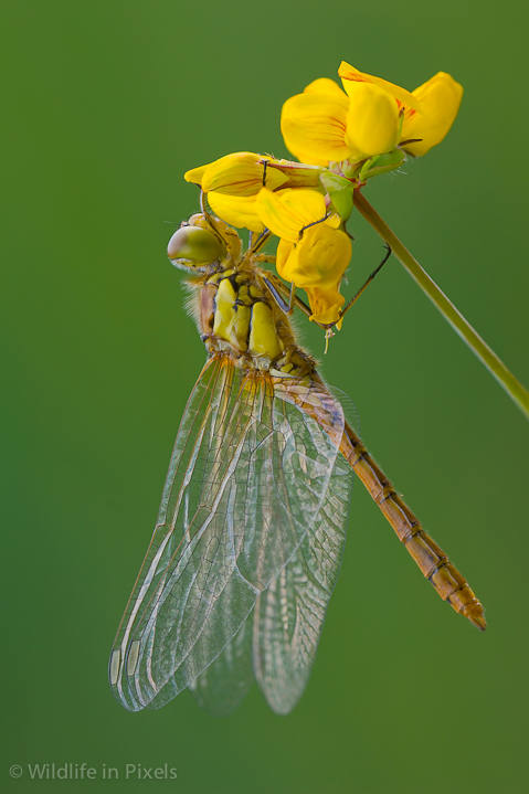 Common Darter Dragonfly