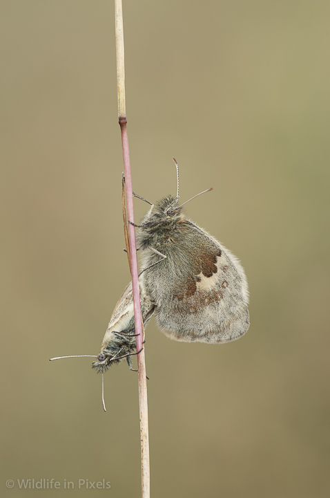 Small Heath Butterflies mating.
