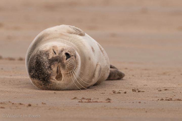 Baby Grey Seal Snoozing