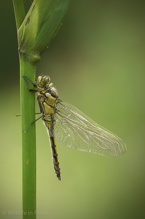 Black-tailed Skimmer Dragonfly
