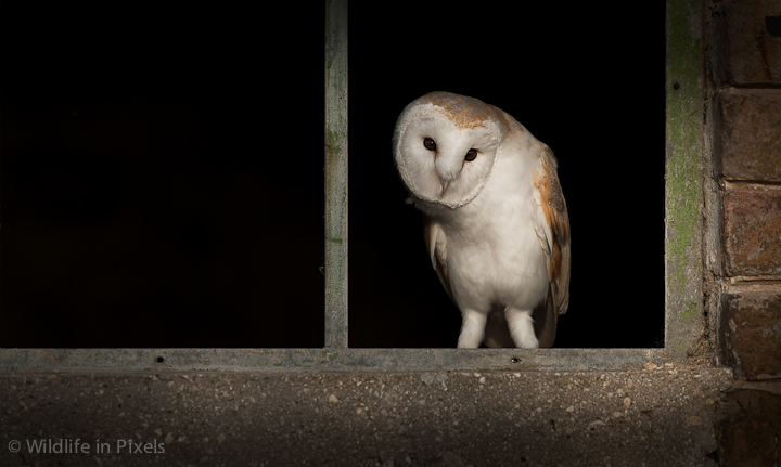 Barn Owl in Window