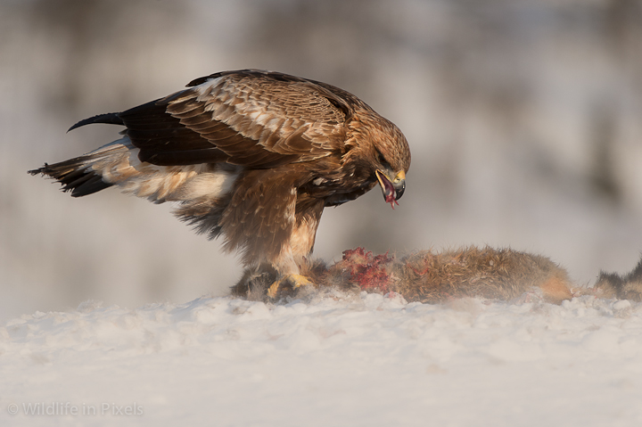 Golden Eagle feeding.
