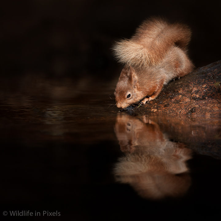 Red Squirrel Reflection
