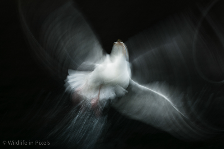 Herring Gull Abstract