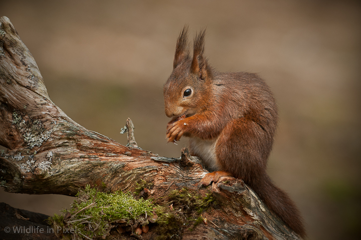 Red Squirrel