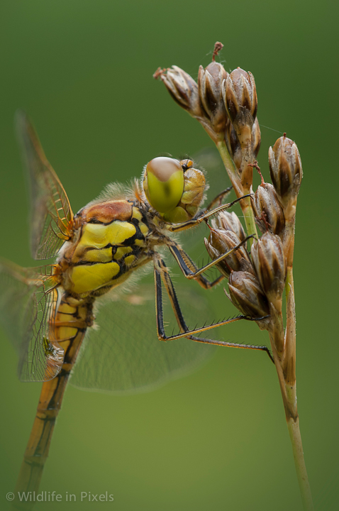 Male Common Darter