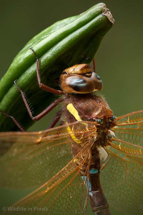 Brown Hawker Dragonfly