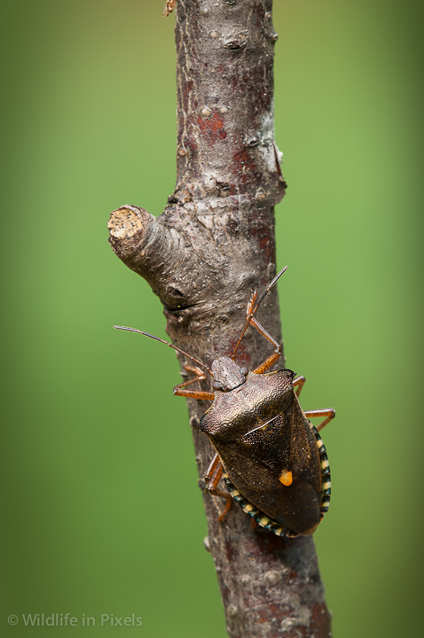 Shield Bug