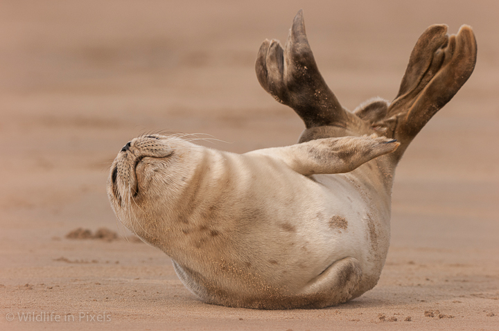 Baby Grey Seal