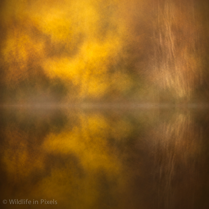 Abract Birch Reflections