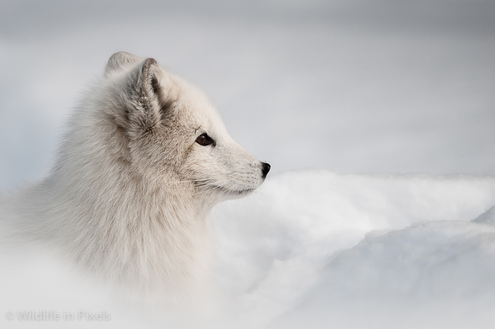 Arctic Fox