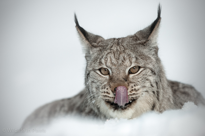 Eurasian Lynx