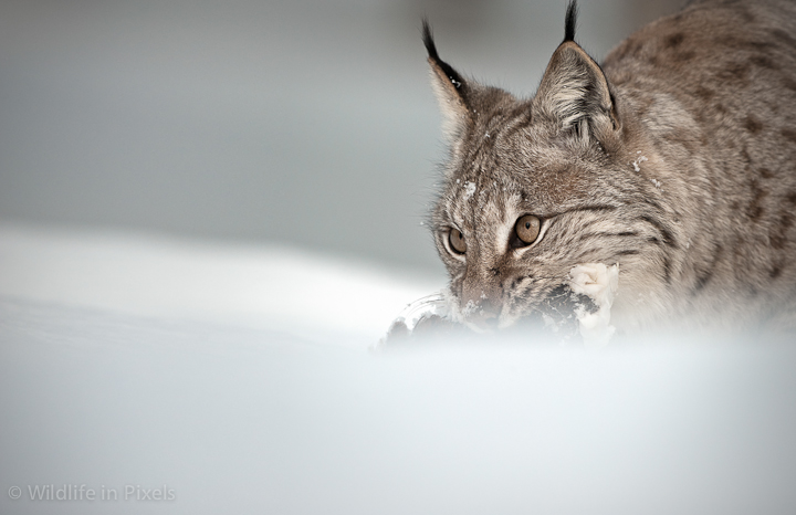 Eurasian Lynx