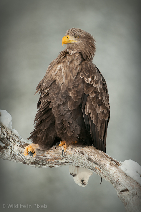 White-tailed Eagle