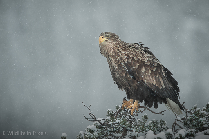 Snow Eagle