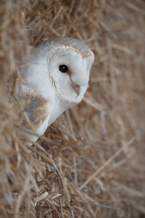 Barn Owl