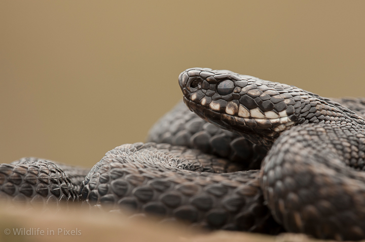 European Adder