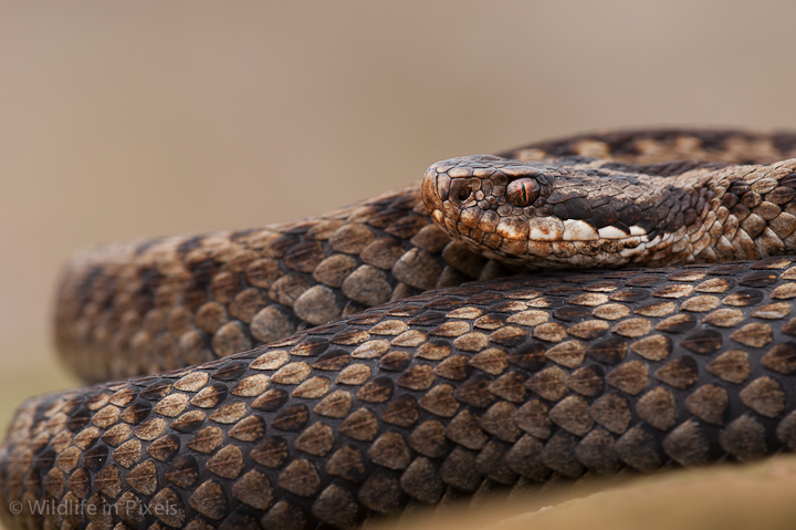 European Adder