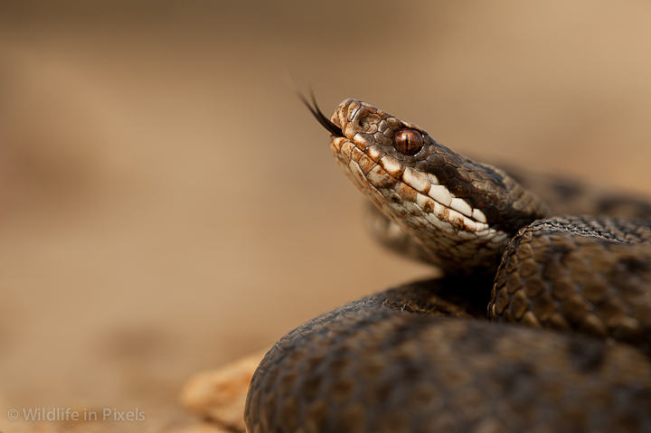 European Adder