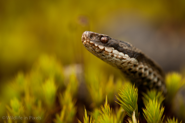 European Adder