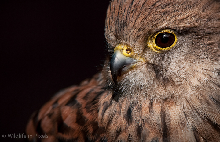 Kestrel Close Up