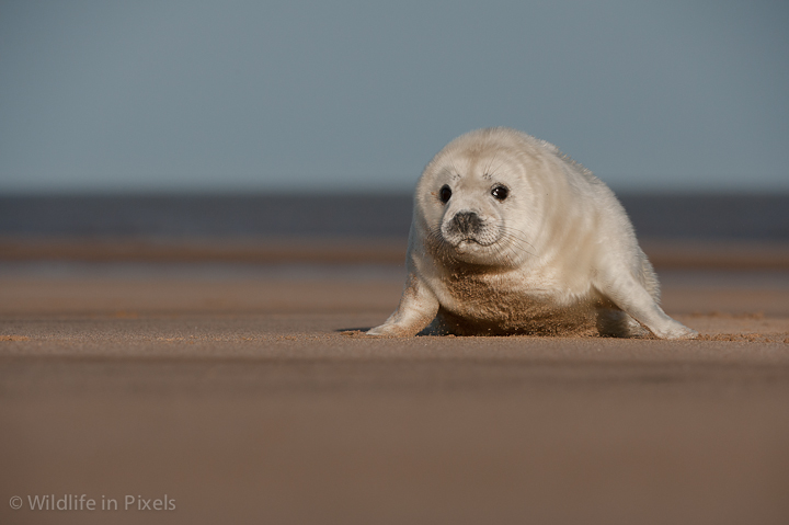 Grey Seal Pup