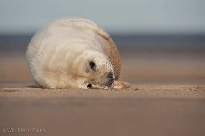 Grey Seal Pup