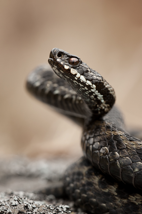 European Adder