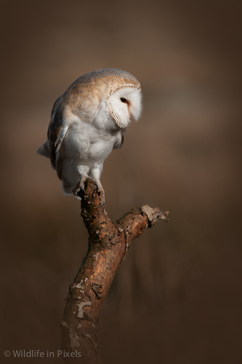 Barn Owl