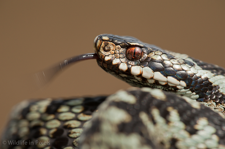 European Adder