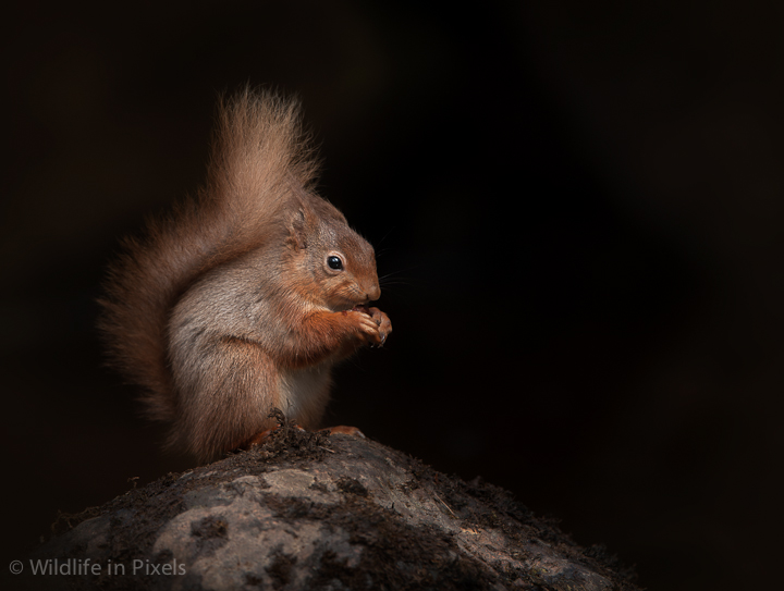 Red Squirrel