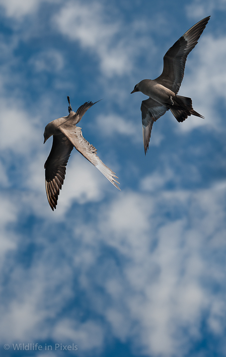 Arctic Skuas