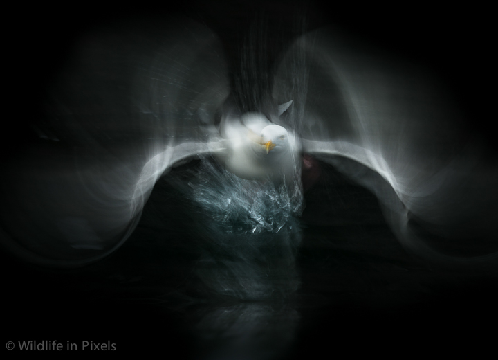 Herring Gull Flight Abstract