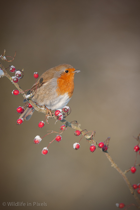 Robin's Berries