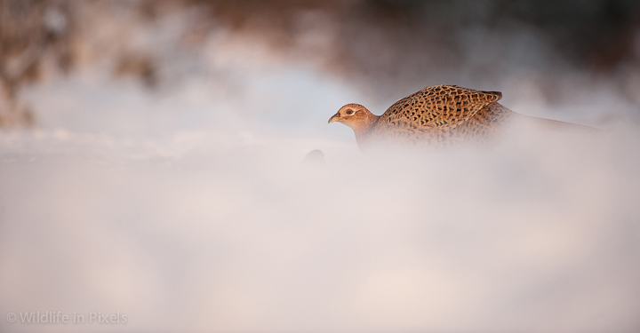 Hen Pheasant