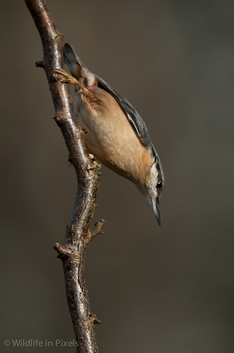 Nuthatch