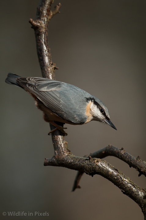 Nuthatch