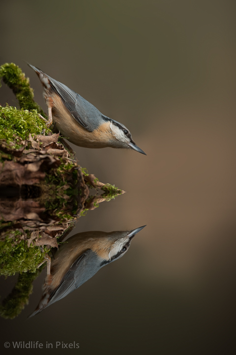 Nuthatch Reflection