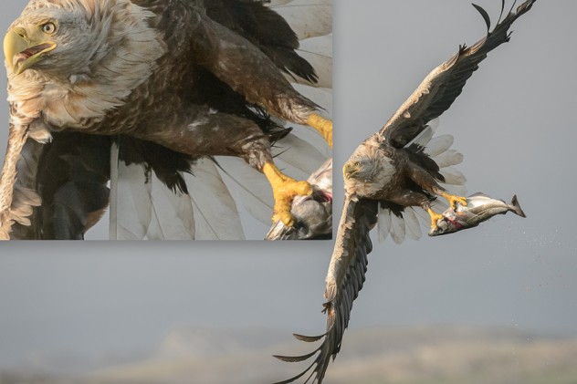 auto focus settings for bird in flight photography