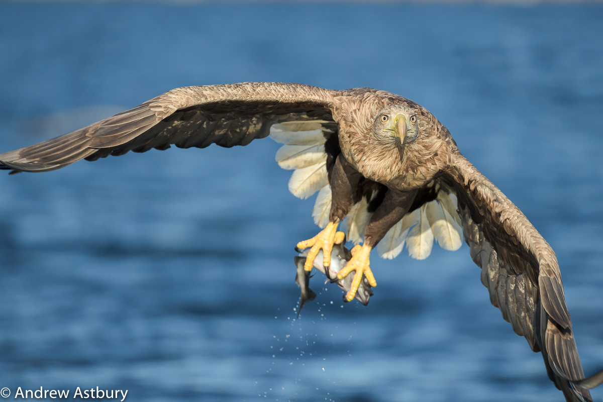 auto focus settings for bird in flight photography