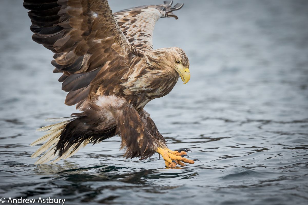auto focus settings for bird in flight photography
