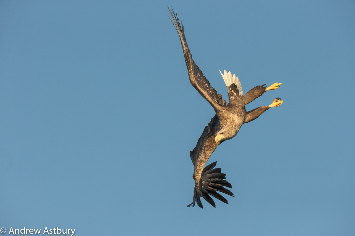 auto focus settings for bird in flight photography