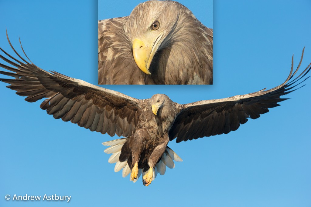 auto focus settings for bird in flight photography