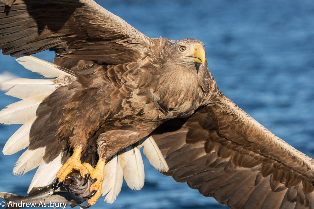 auto focus settings for bird in flight photography